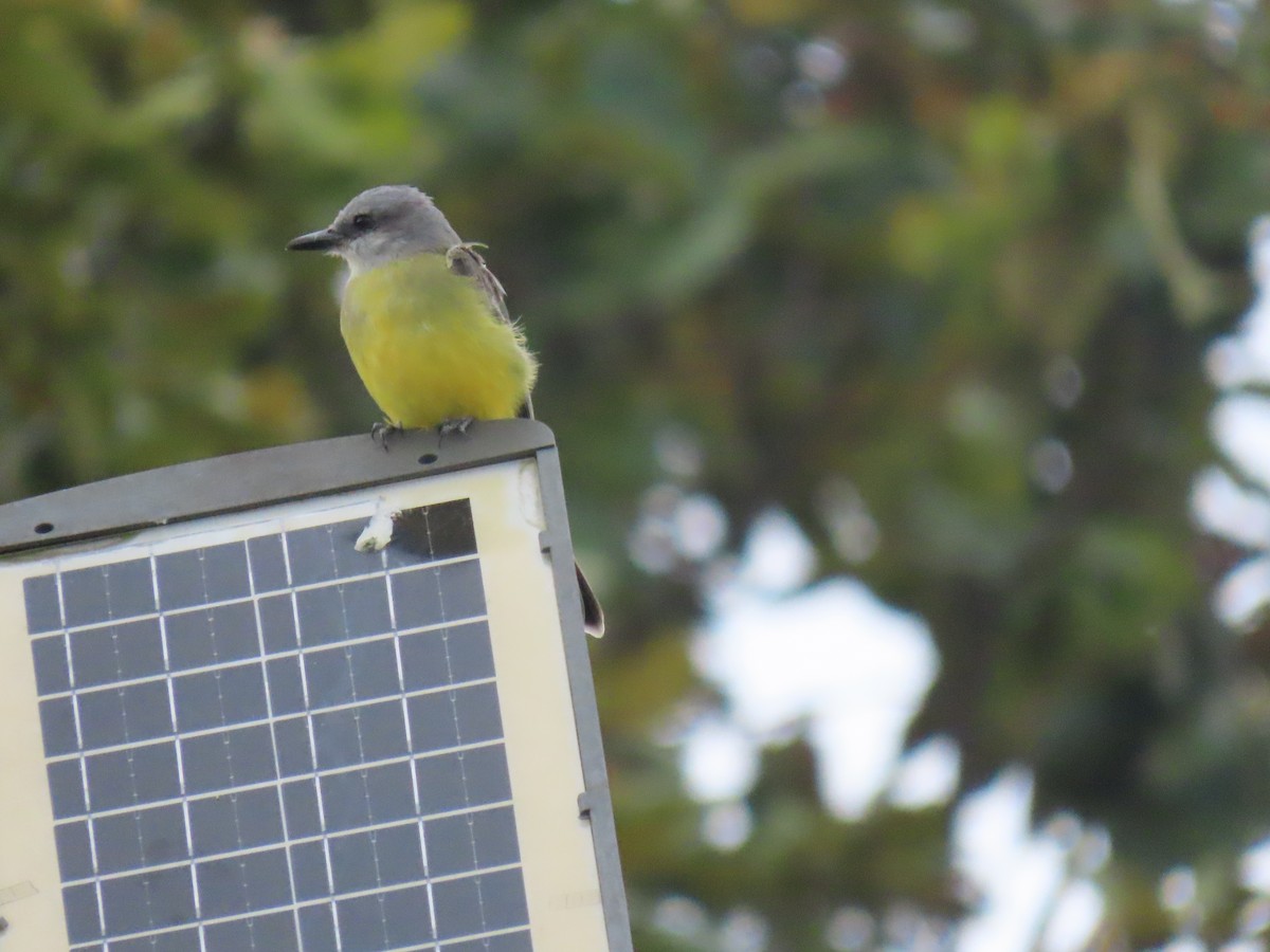 Tropical Kingbird - ML622084127