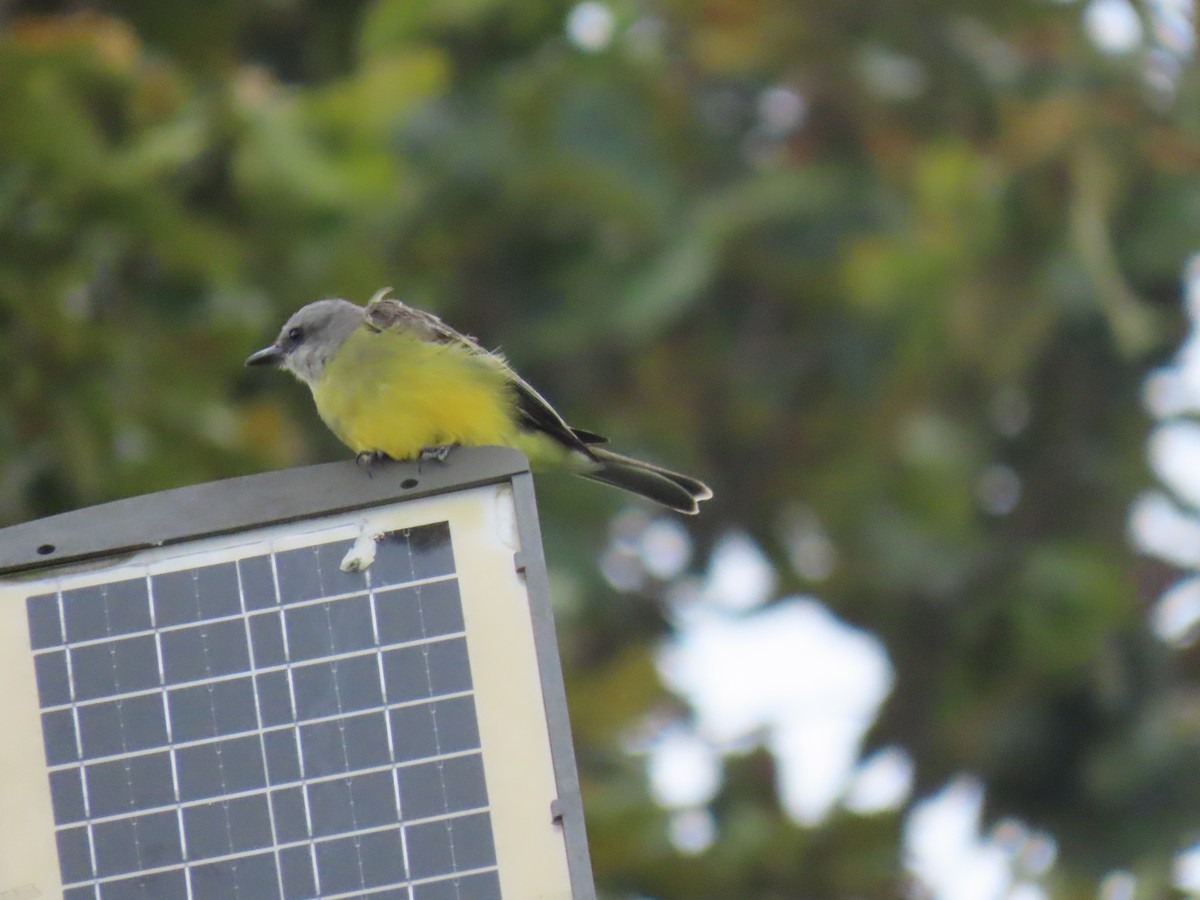 Tropical Kingbird - ML622084128