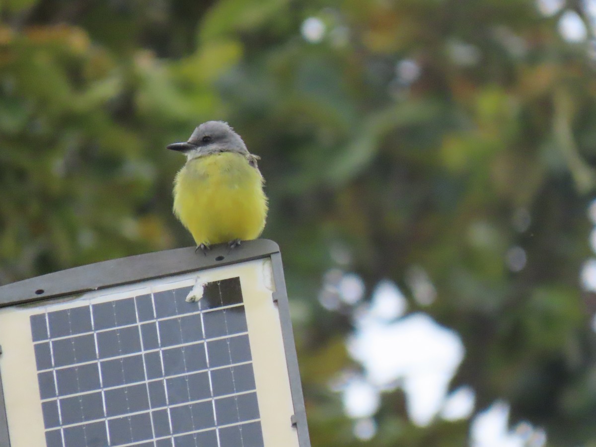 Tropical Kingbird - ML622084129