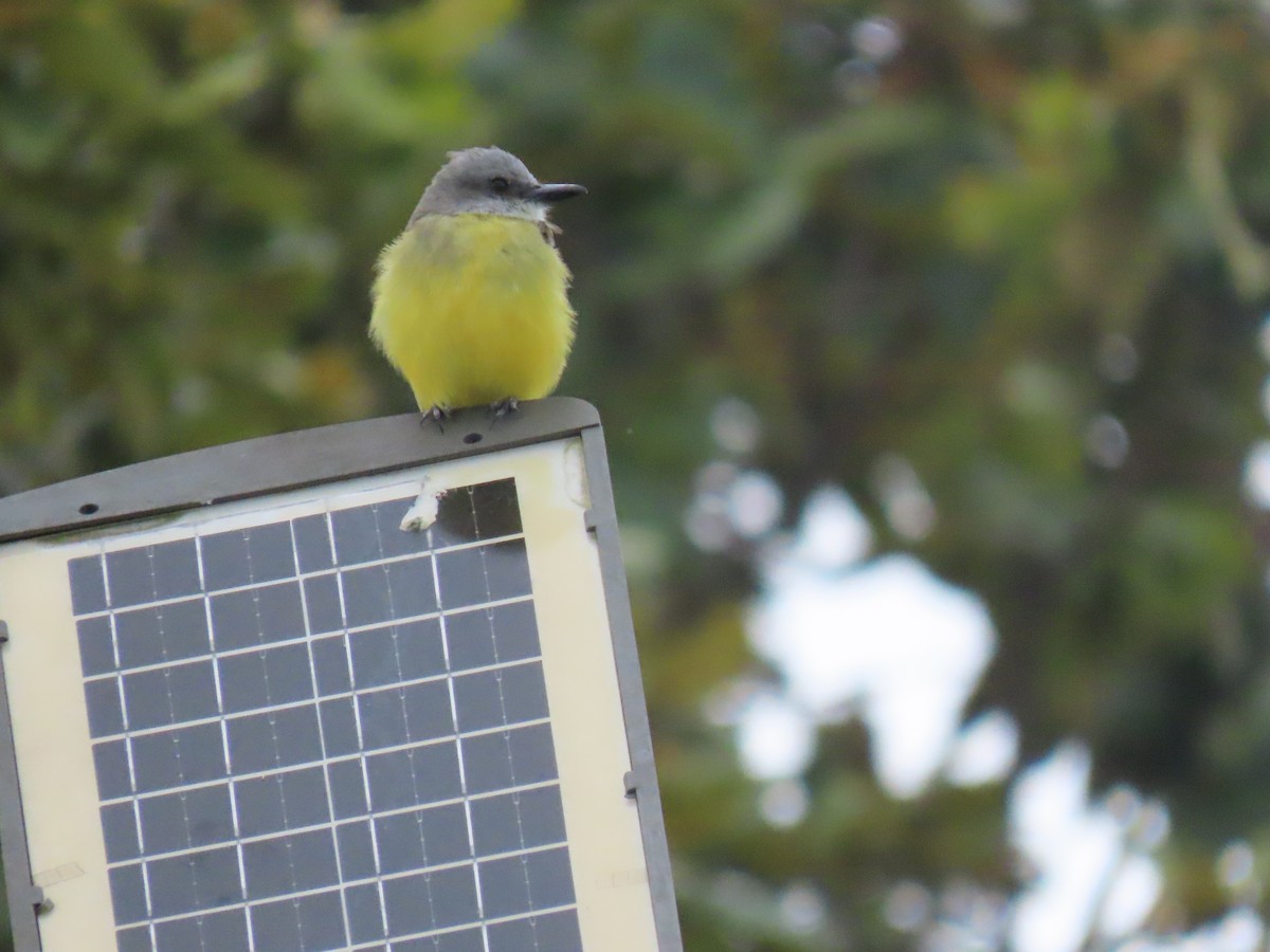Tropical Kingbird - ML622084130