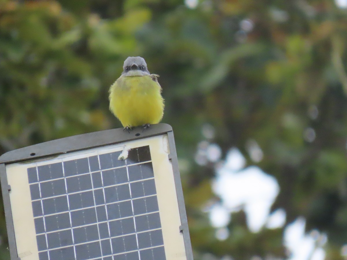 Tropical Kingbird - ML622084131
