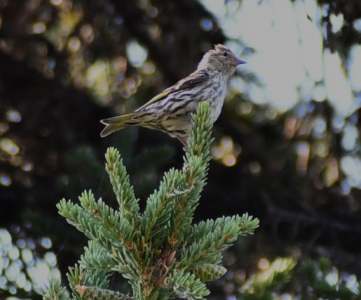 Pine Siskin - ML622084133