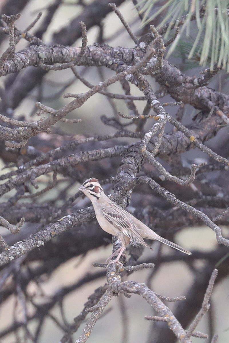 Lark Sparrow - ML622084138