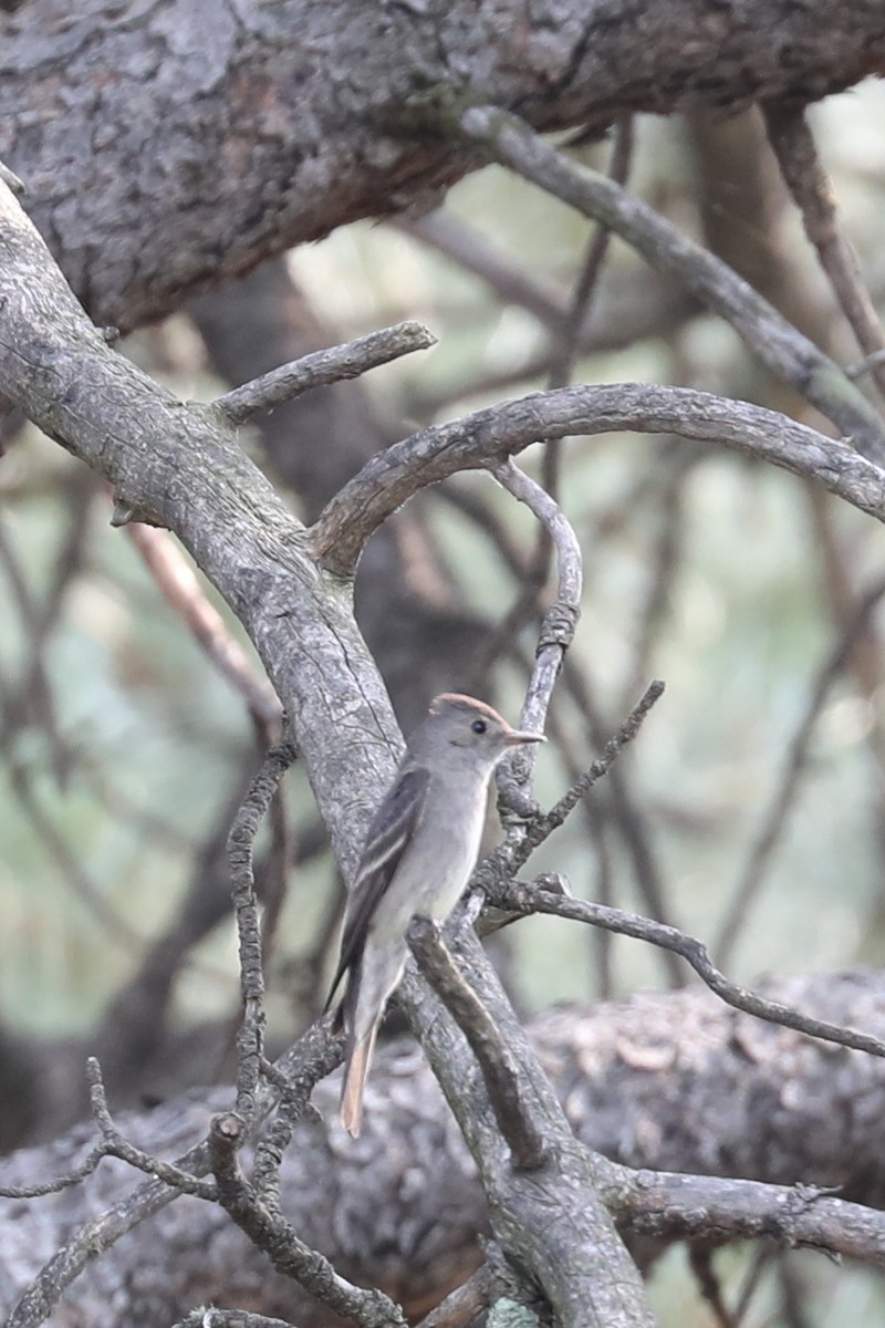 Western Wood-Pewee - ML622084150