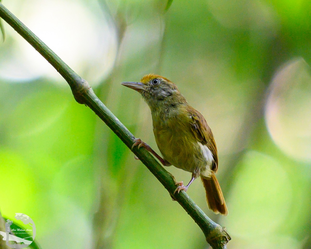 Tawny-crowned Greenlet - ML622084176