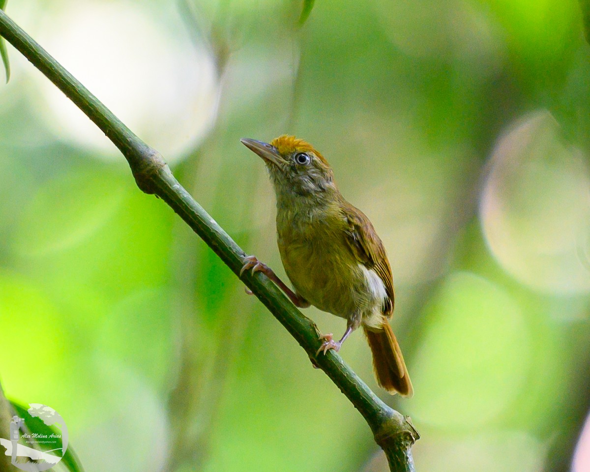 Tawny-crowned Greenlet - ML622084177