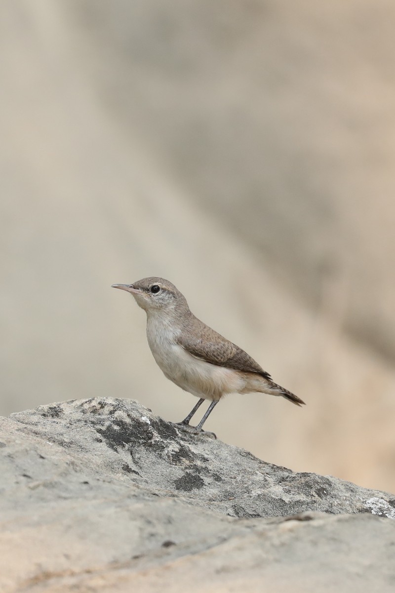 Rock Wren - ML622084178