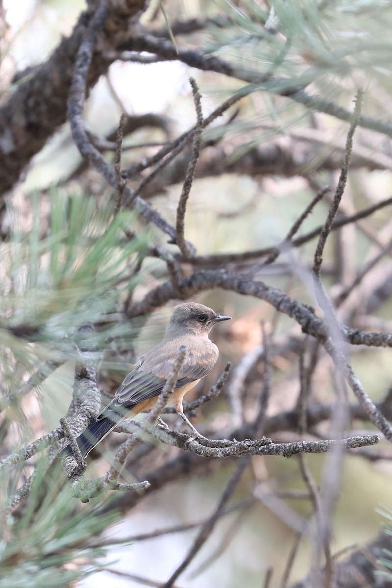 Say's Phoebe - ML622084185