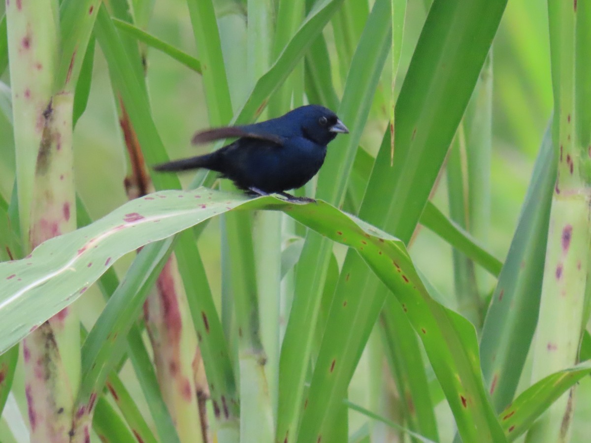Blue-black Grassquit - ML622084189