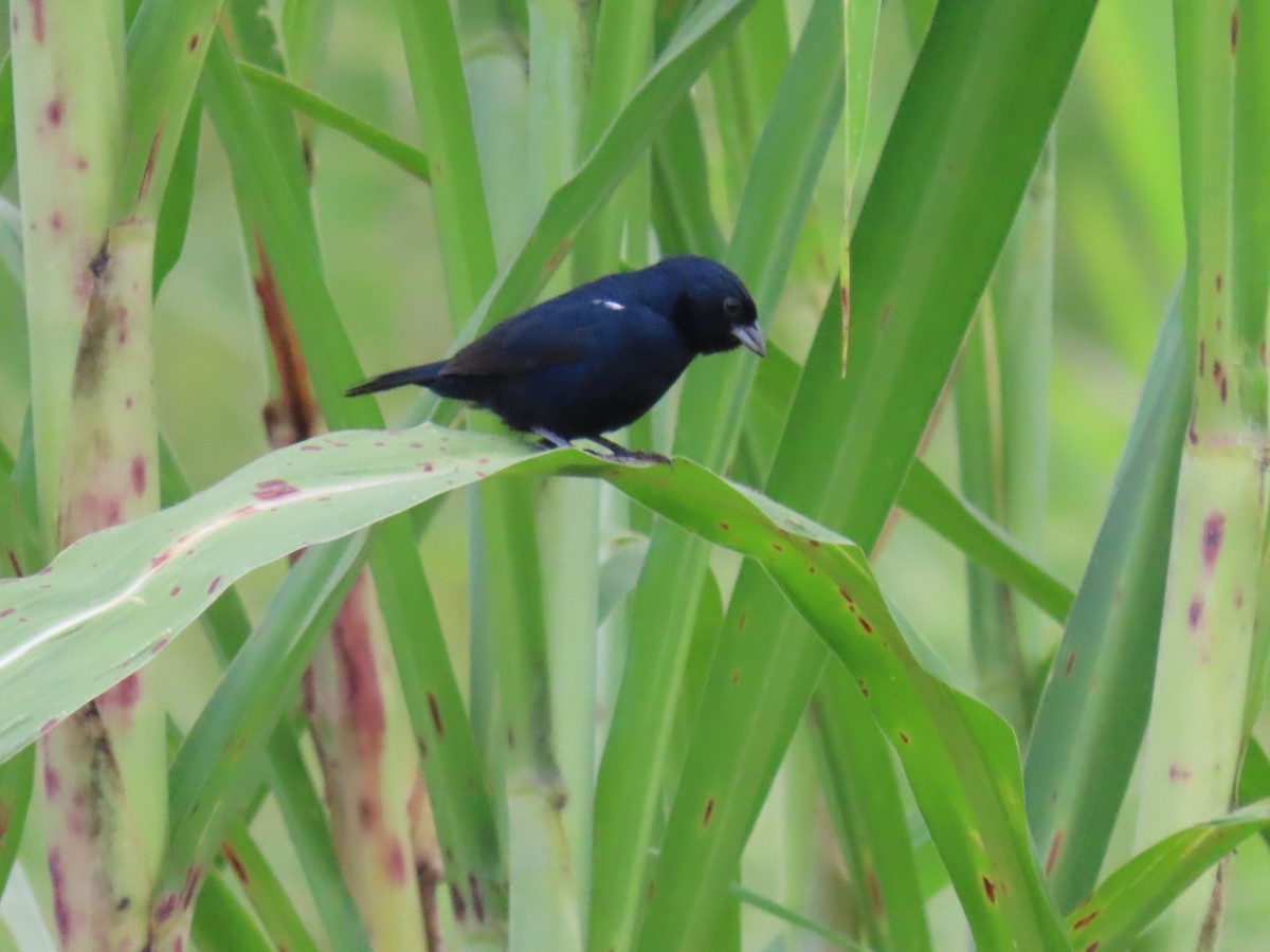Blue-black Grassquit - ML622084190