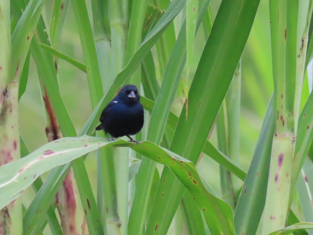 Blue-black Grassquit - ML622084191