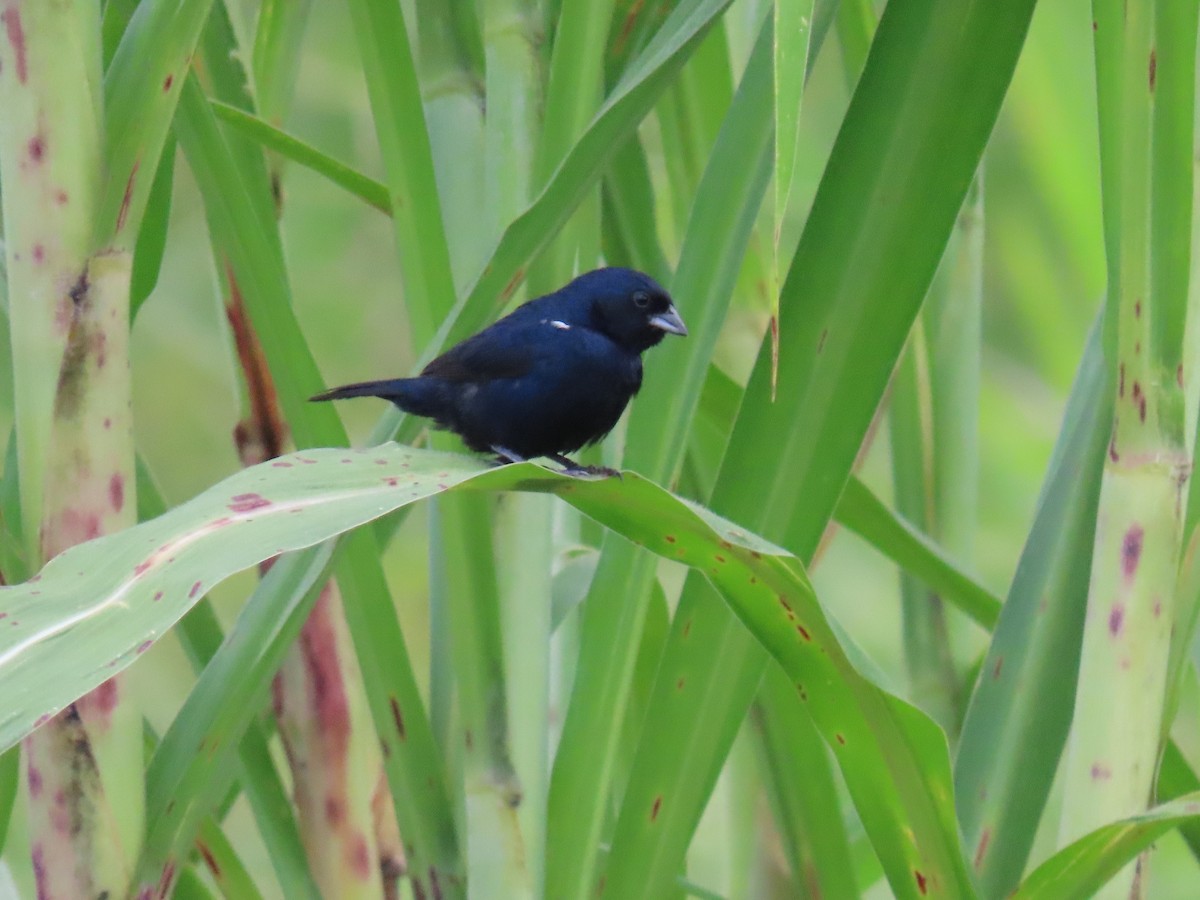 Blue-black Grassquit - ML622084192