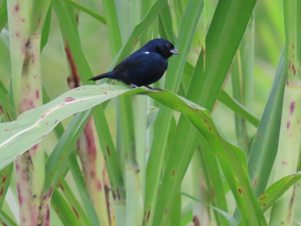 Blue-black Grassquit - ML622084194