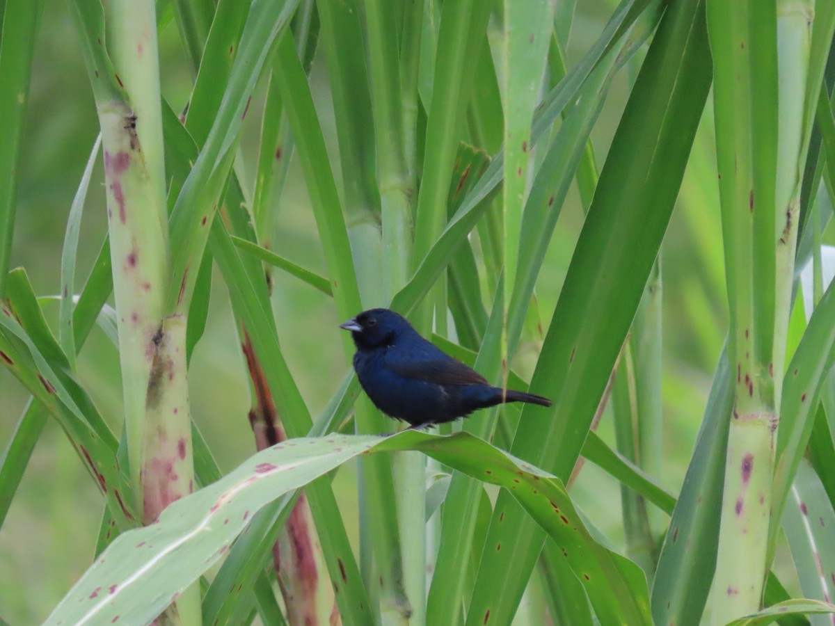 Blue-black Grassquit - ML622084195