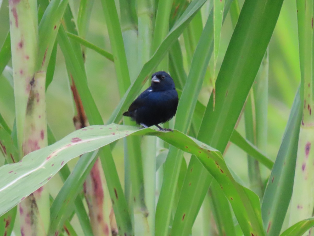 Blue-black Grassquit - ML622084196