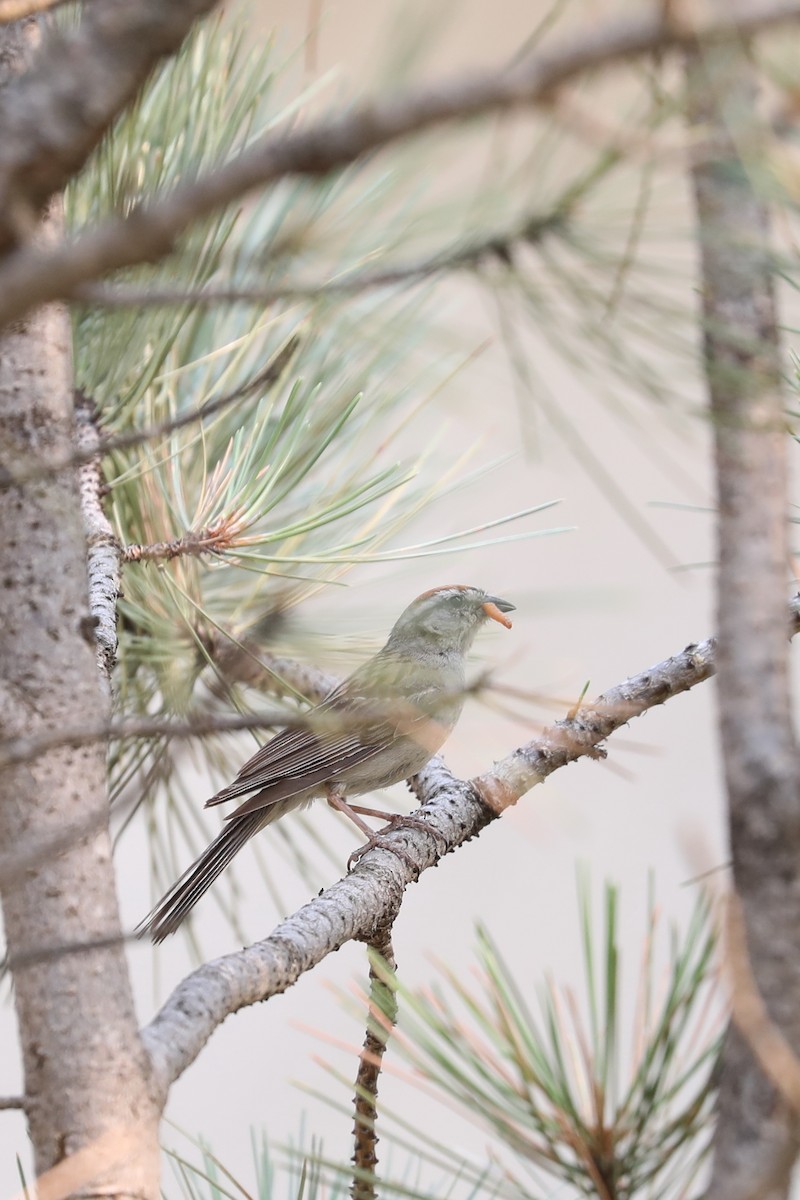 Chipping Sparrow - ML622084197