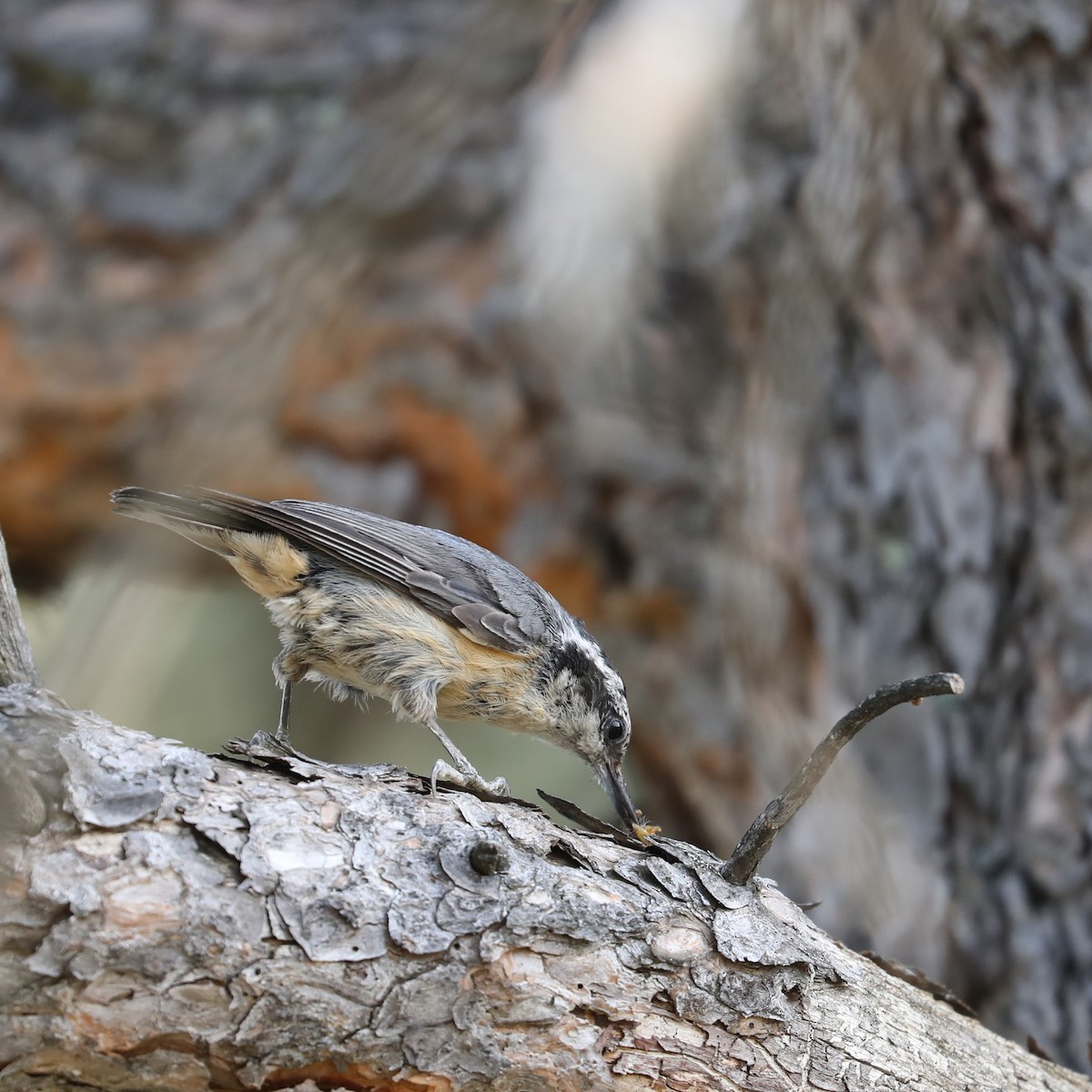 Red-breasted Nuthatch - ML622084208