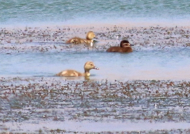 Gadwall - ML622084243