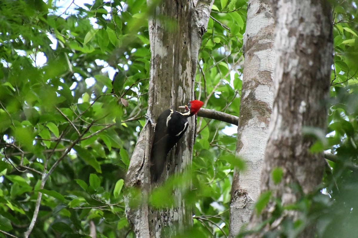 Lineated Woodpecker - ML622084246