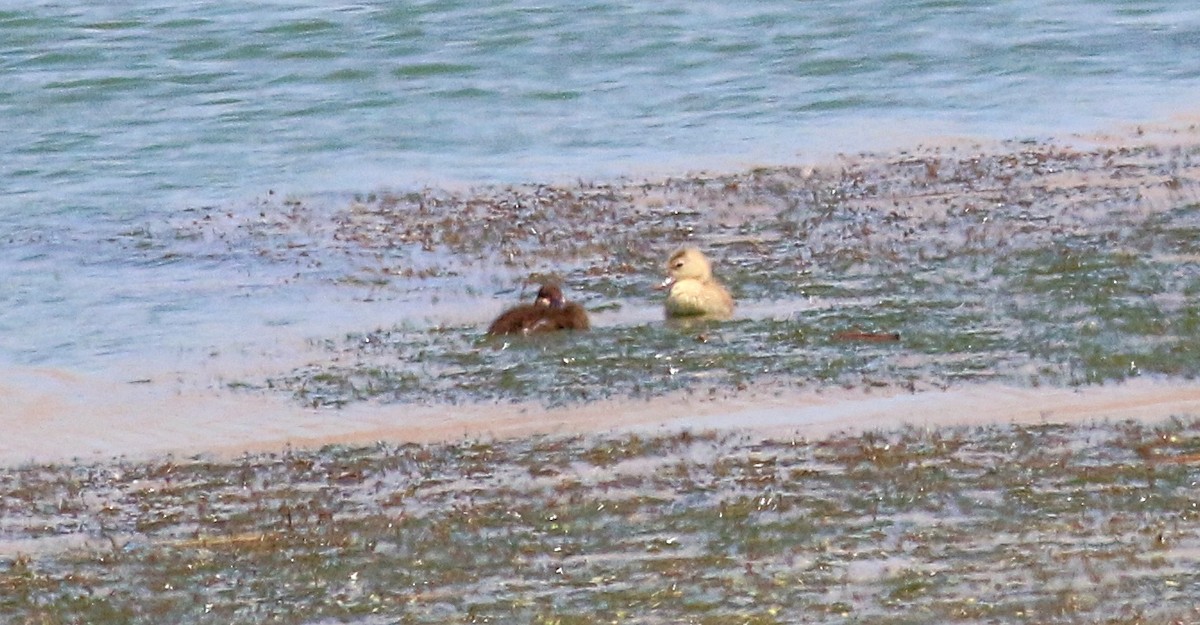 Ruddy Duck - Charity Hagen