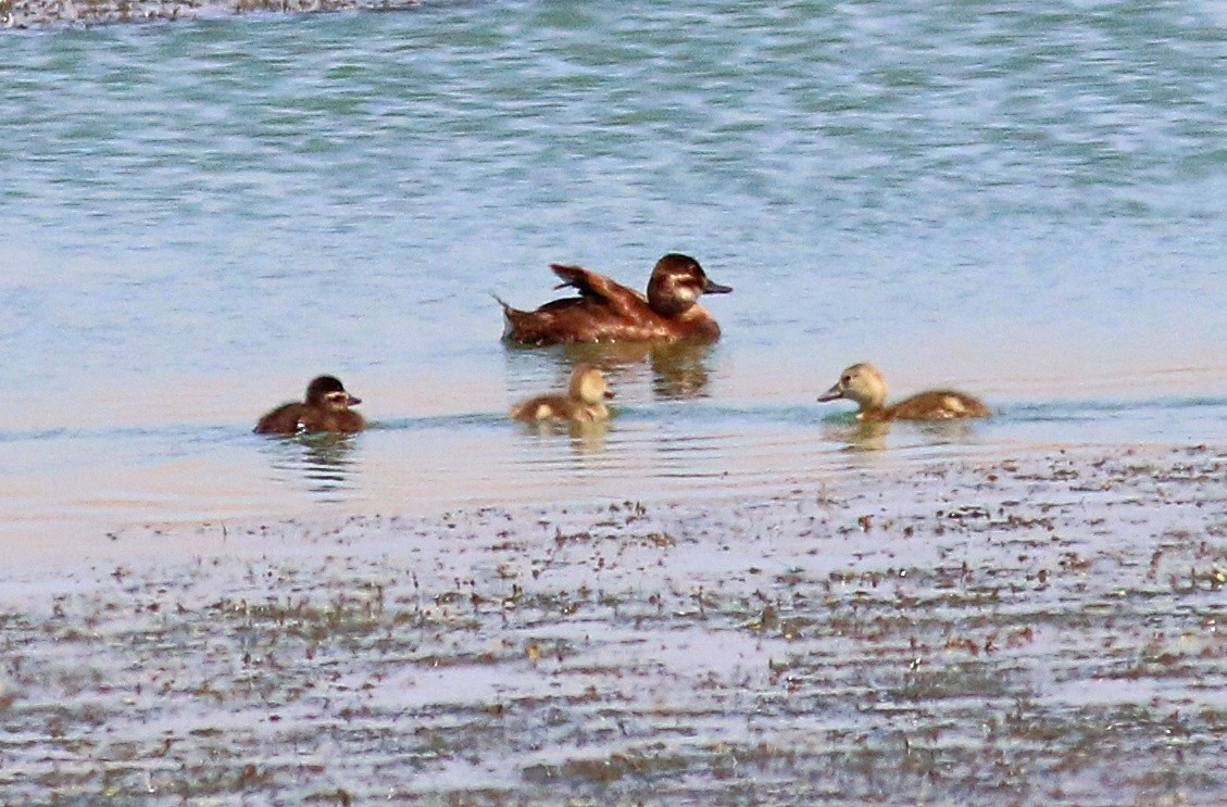 Ruddy Duck - ML622084251