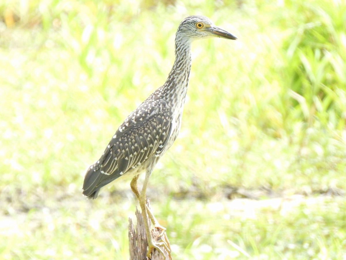 Yellow-crowned Night Heron - ML622084252