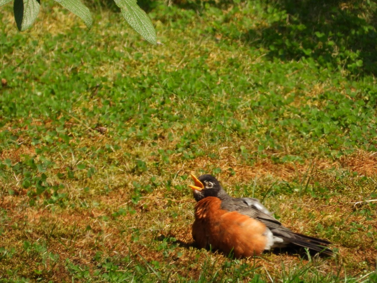 American Robin - ML622084254