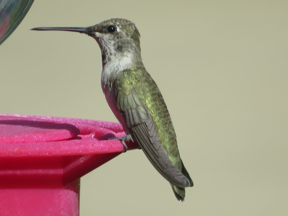 Black-chinned Hummingbird - ML622084255