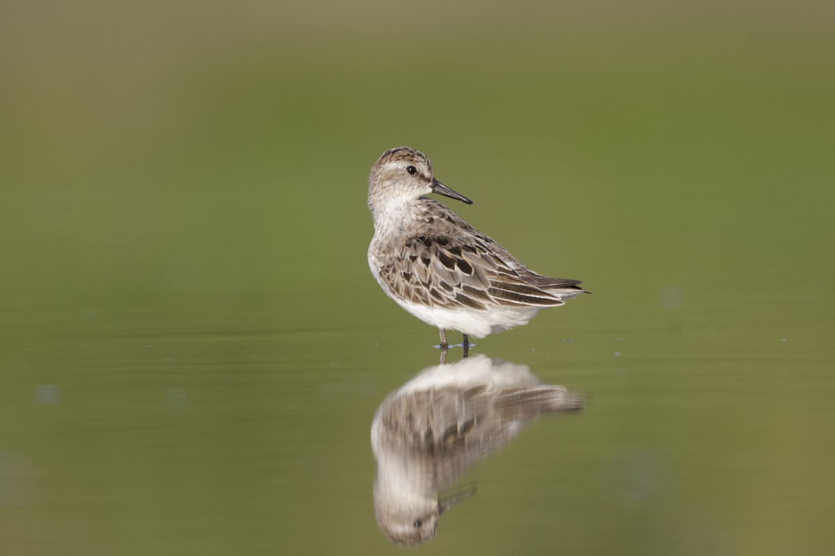 Semipalmated Sandpiper - ML622084264