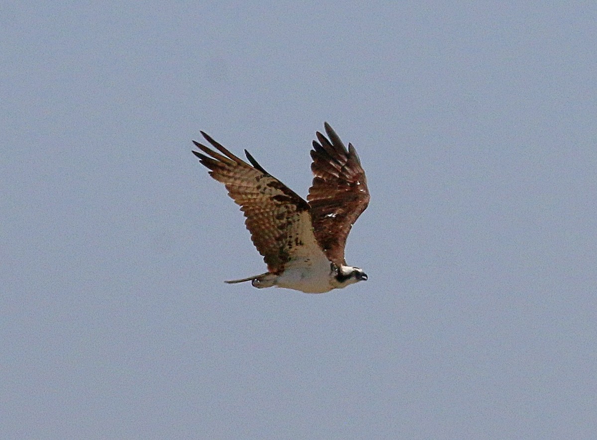 Osprey - ML622084265