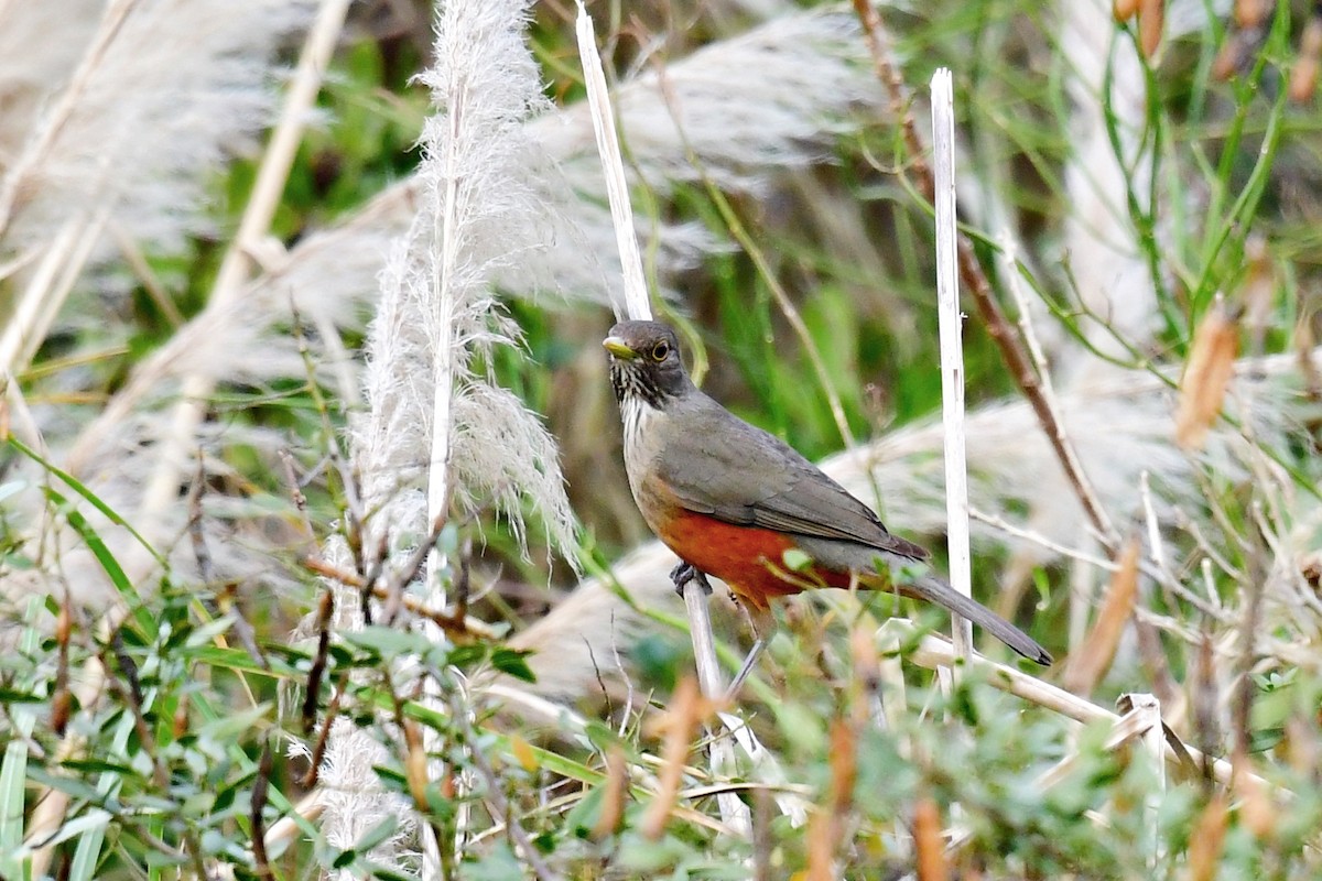 Rufous-bellied Thrush - ML622084266