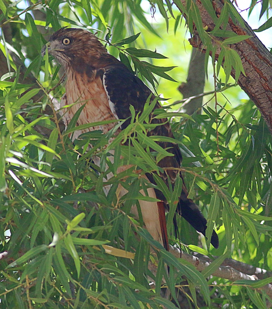 Red-tailed Hawk - ML622084268