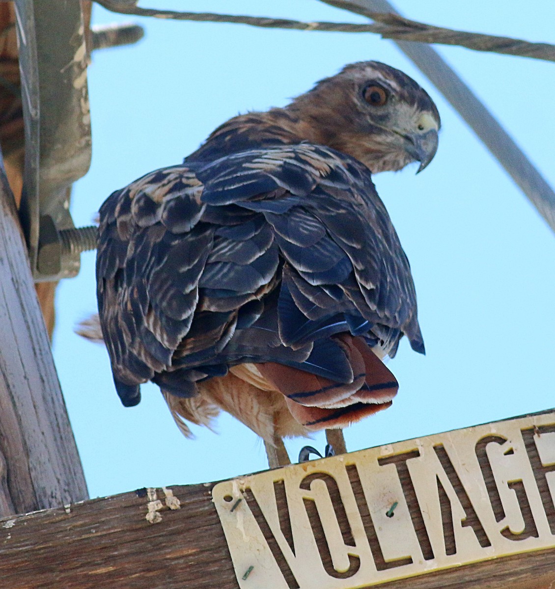 Red-tailed Hawk - ML622084269