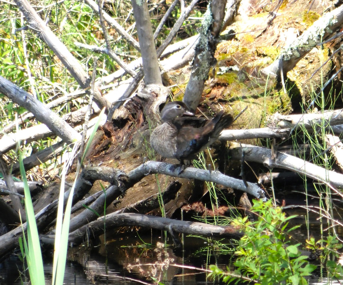 Wood Duck - ML622084270