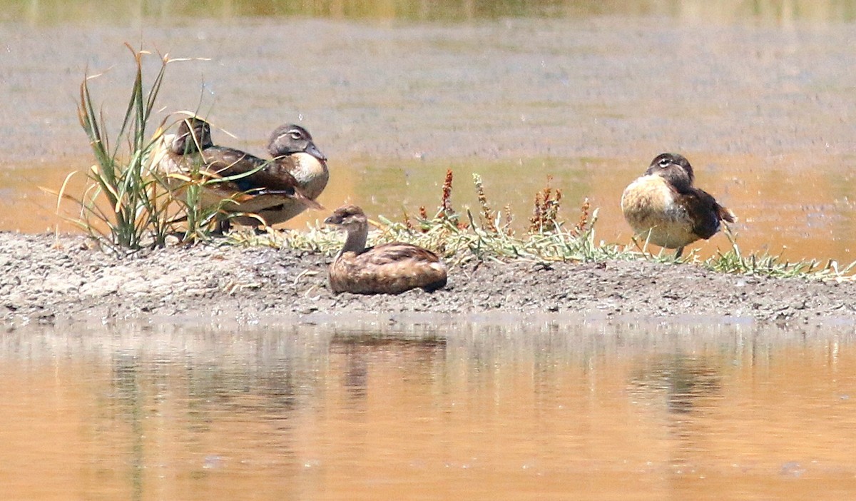 Wood Duck - ML622084271