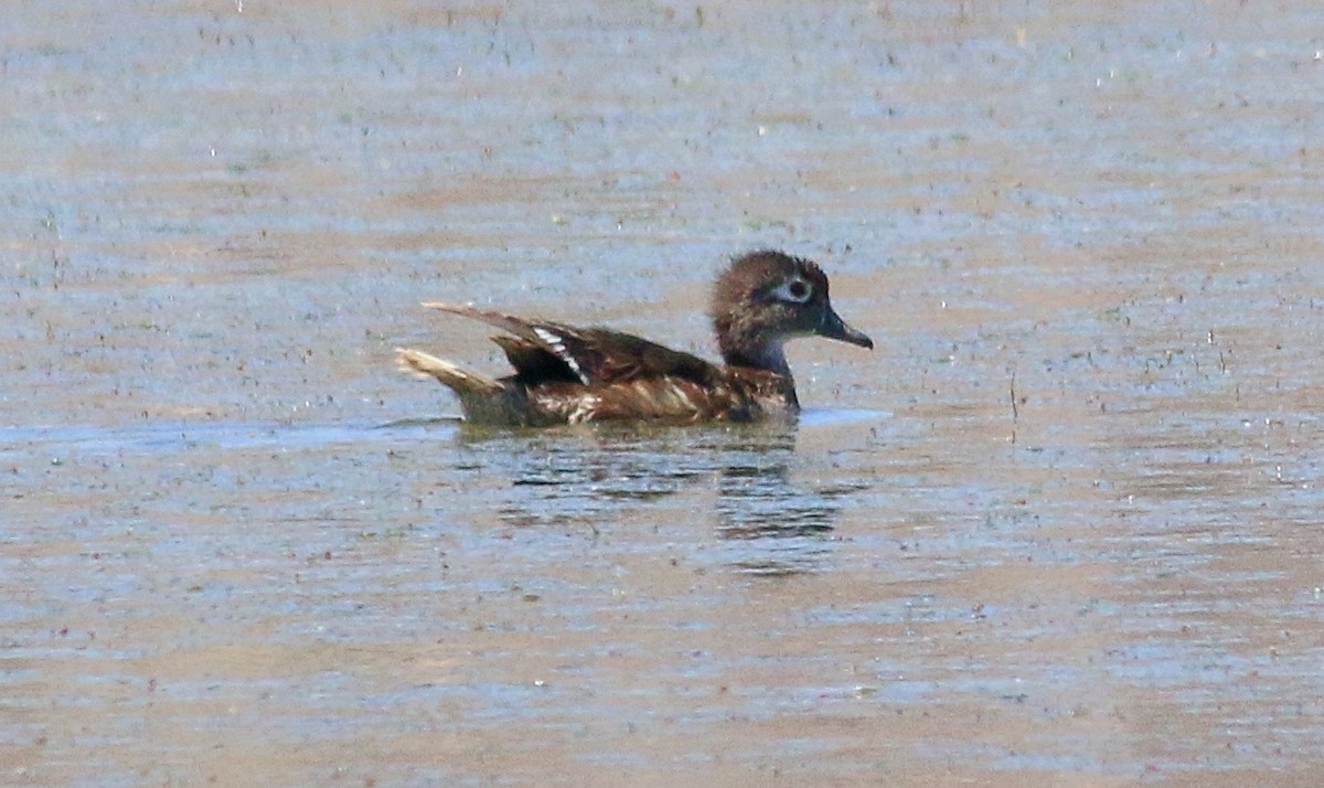 Wood Duck - ML622084272