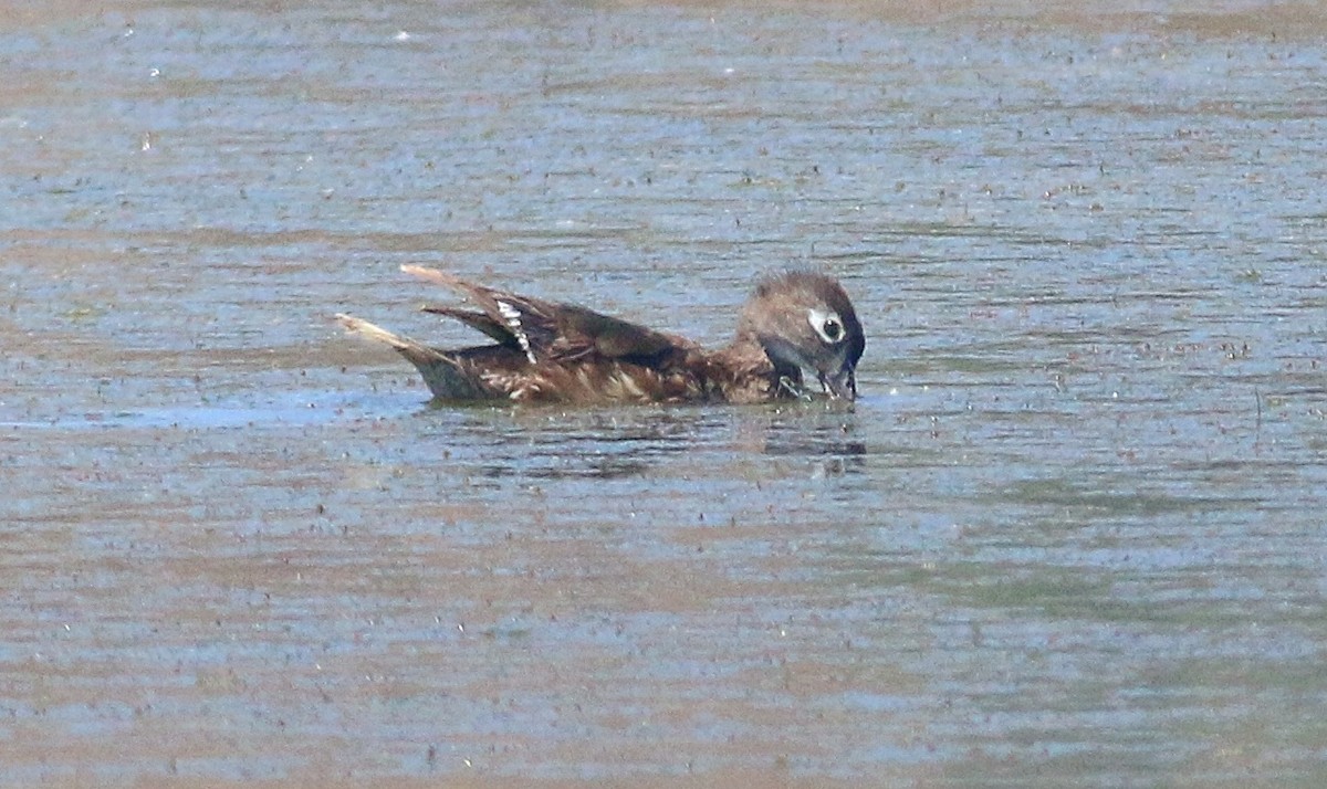 Wood Duck - ML622084273