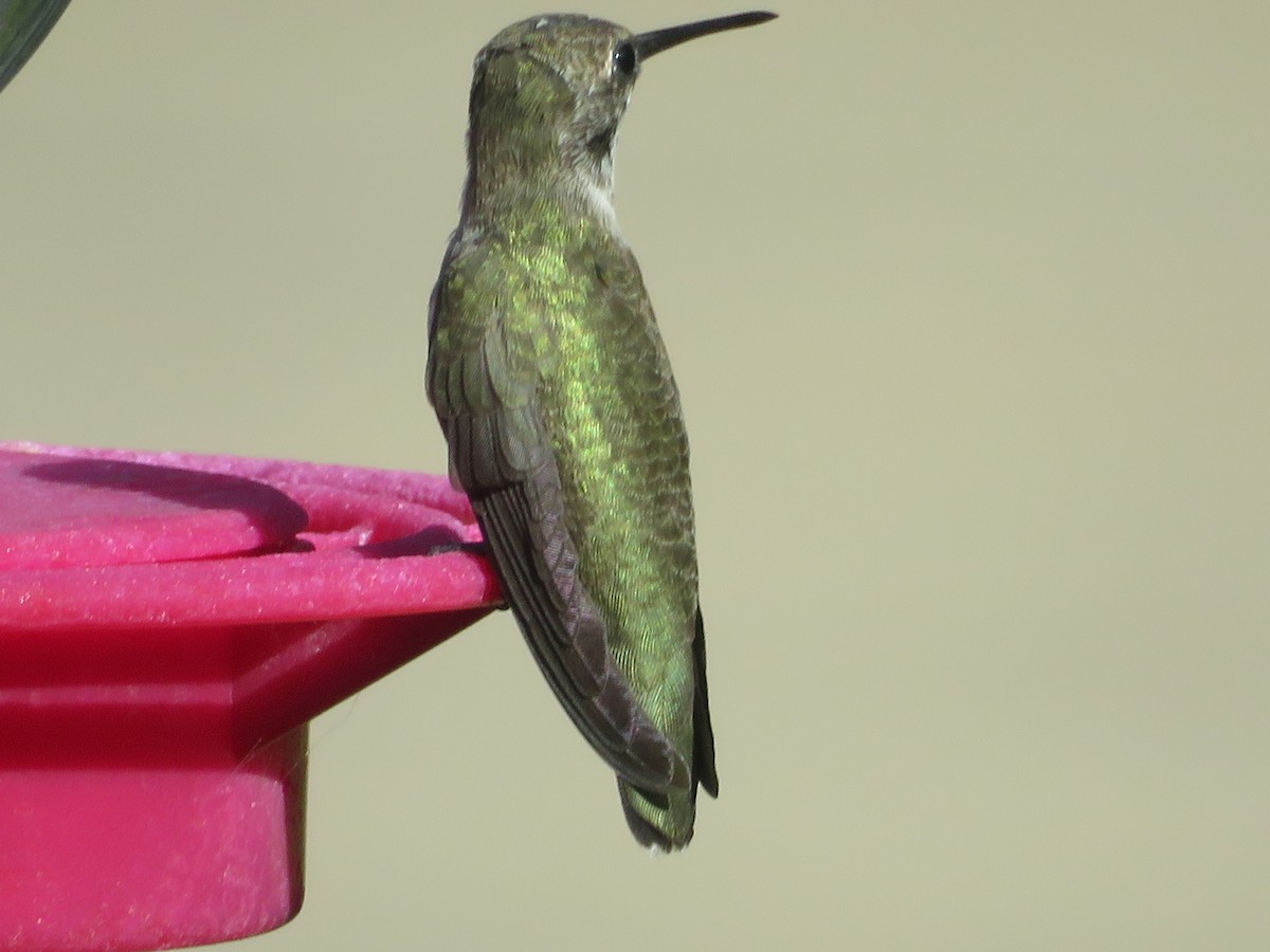 Black-chinned Hummingbird - ML622084274