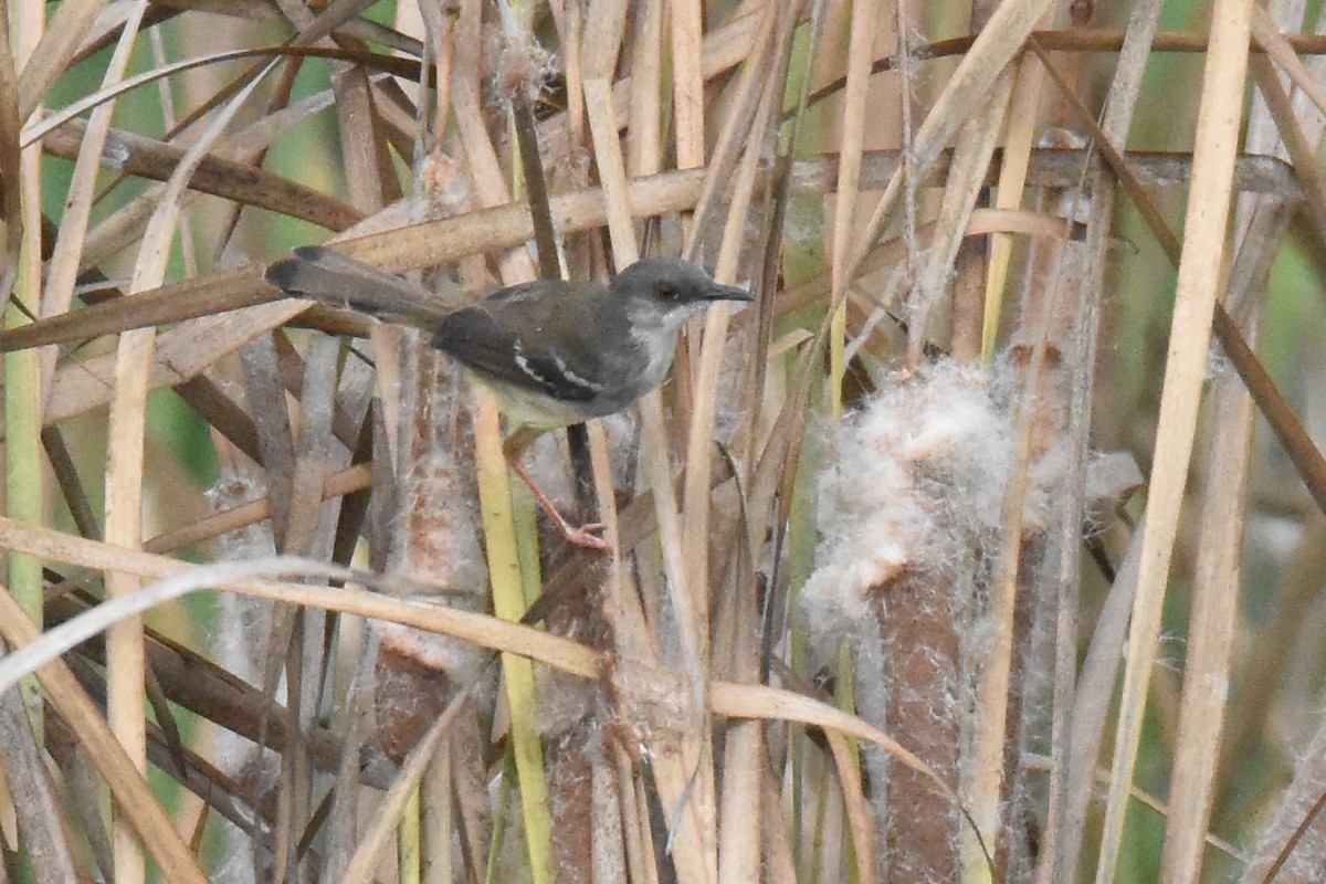 Bar-winged Prinia - ML622084275