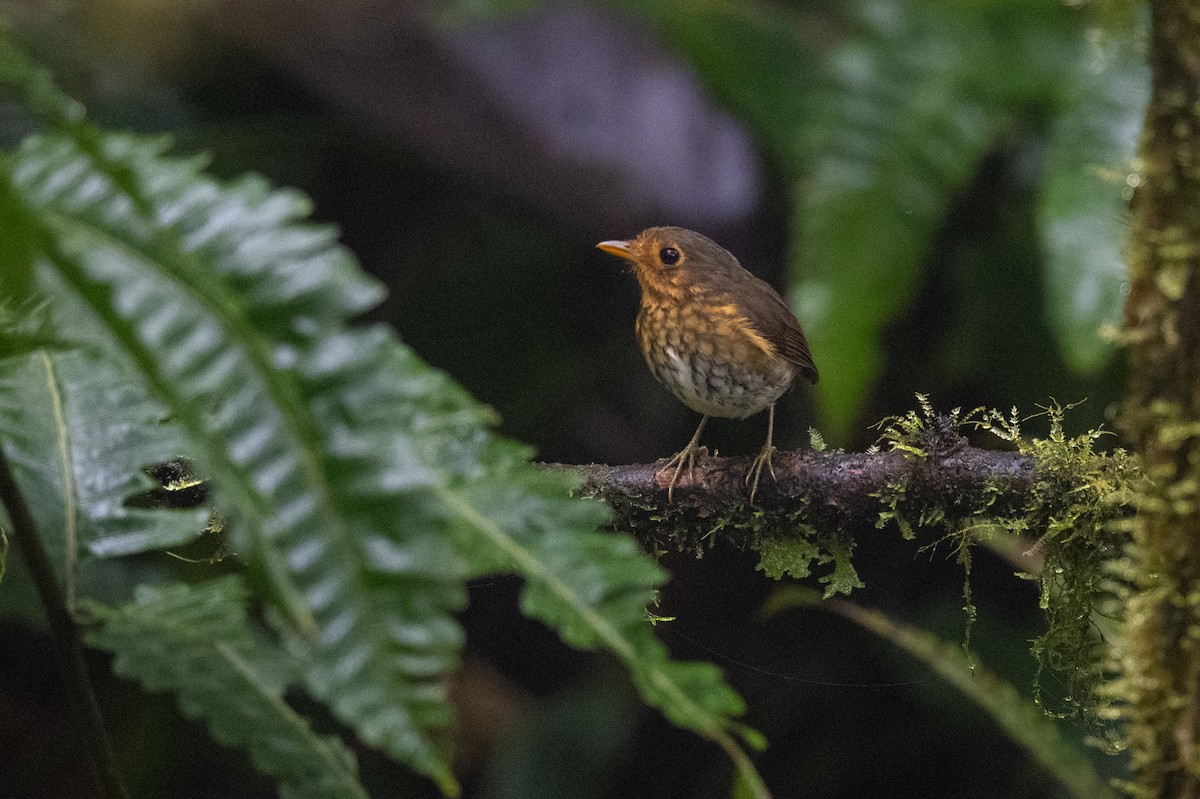 Ochre-breasted Antpitta - ML622084276