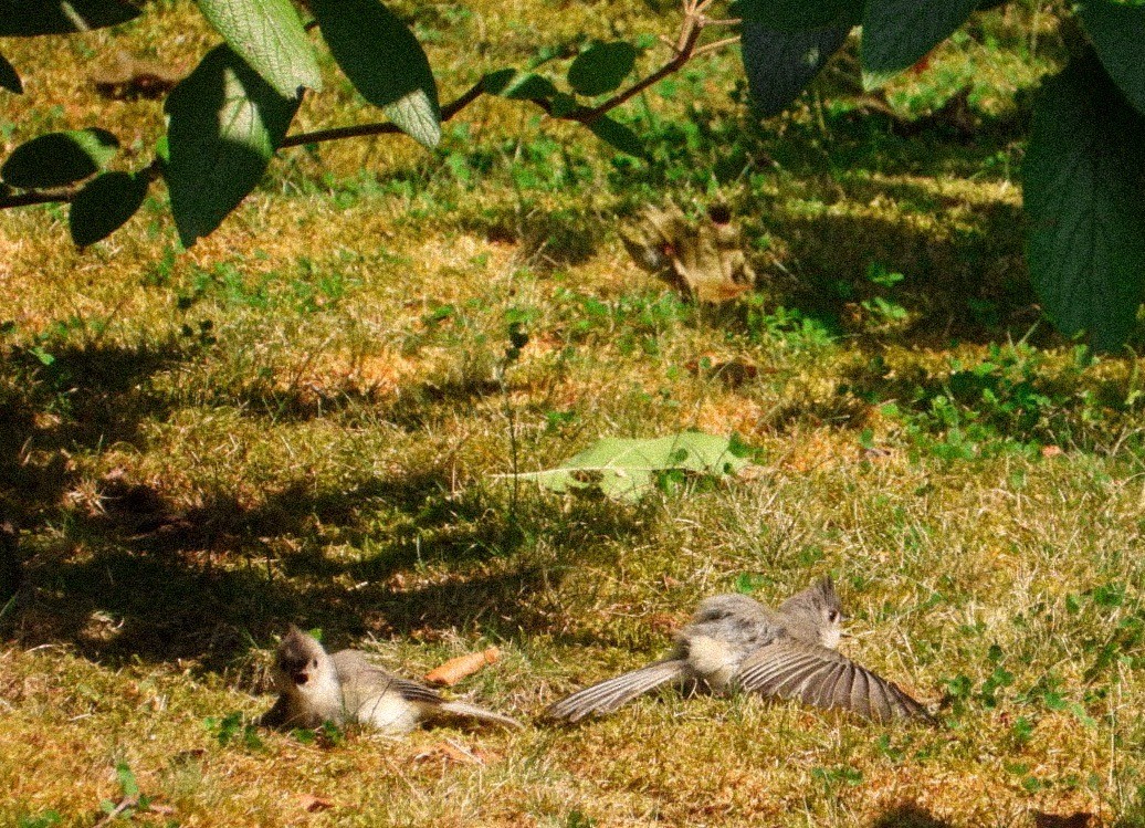 Tufted Titmouse - ML622084277