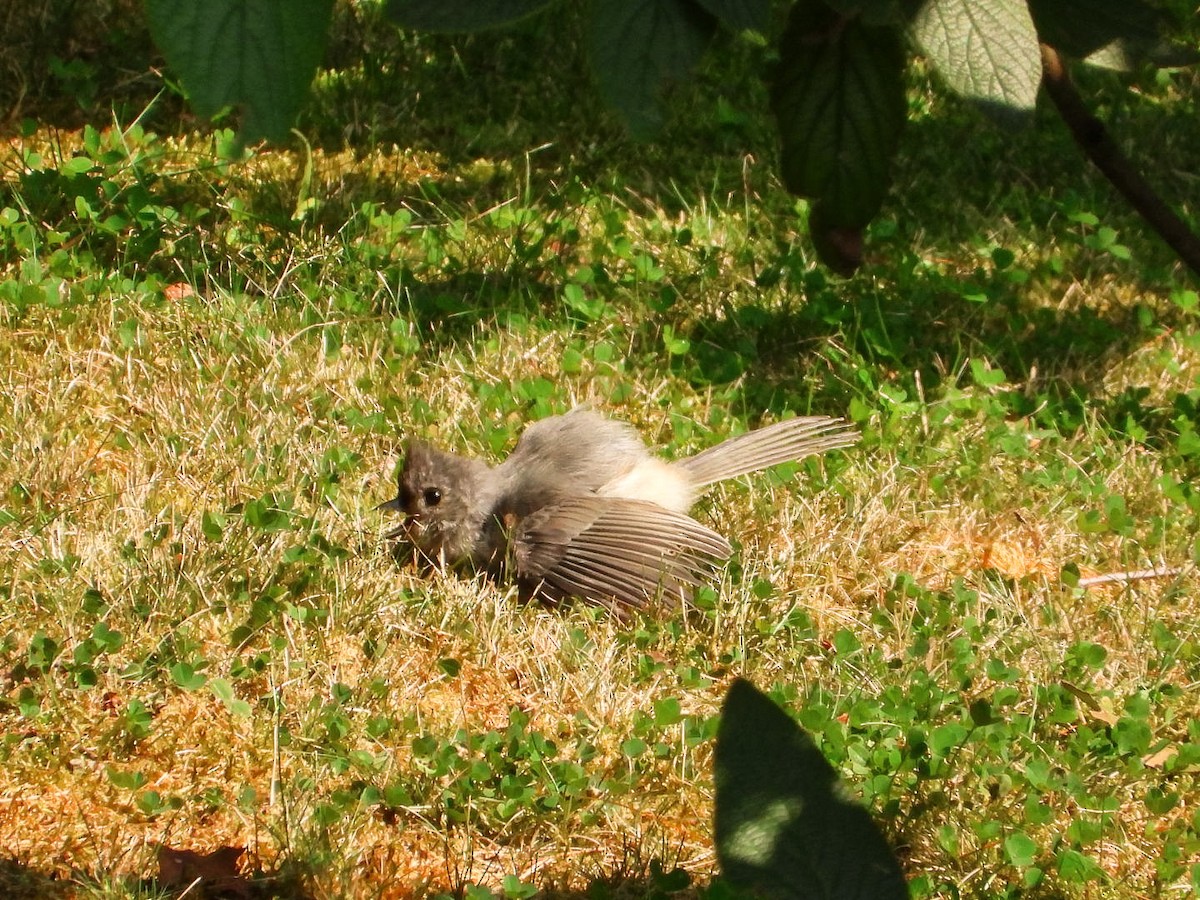 Tufted Titmouse - ML622084278