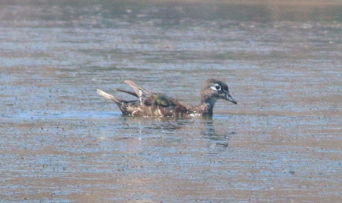 Wood Duck - ML622084279