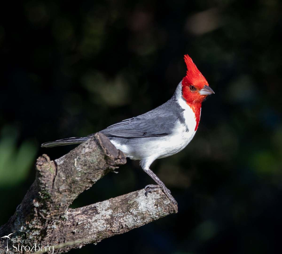 Red-crested Cardinal - ML622084281