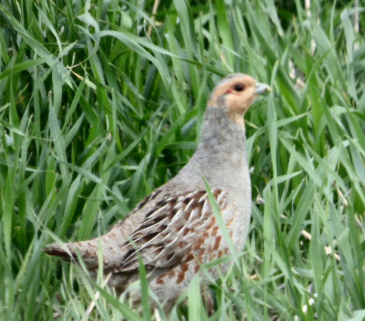 Gray Partridge - ML622084282