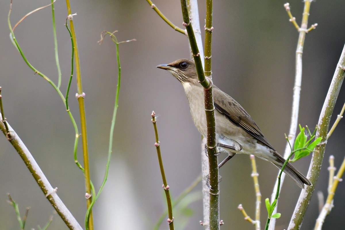 Creamy-bellied Thrush - ML622084283