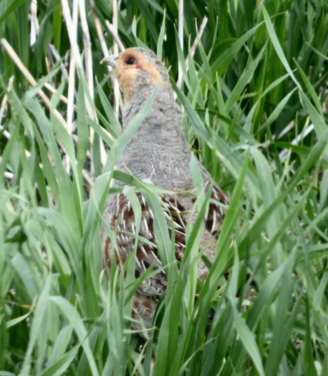 Gray Partridge - ML622084284