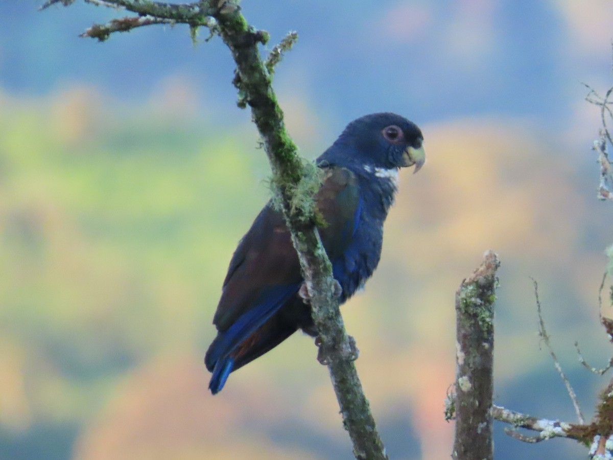 Bronze-winged Parrot - ML622084285