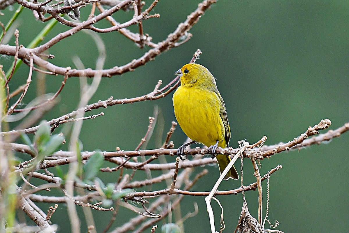 Saffron Finch - ML622084310