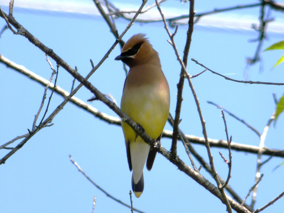 Cedar Waxwing - ML622084320